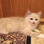 Ragdoll Cats and Kittens for sale USA